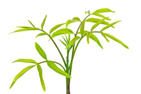 Olive treetop Stock Photos