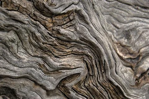 OLIVE TRUNK TEXTURE Stock Photos