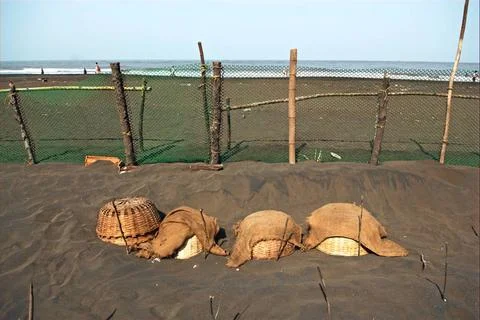 Olive turtle eggs buried under sand for hatching in coasTaj village Velas ... Stock Photos