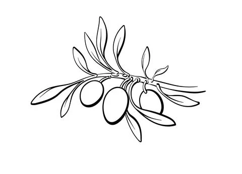 Olive. Vector bio illustration Hand drawn graphic Stock Illustration