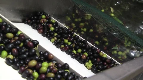 Olive washing Stock Footage 84176050