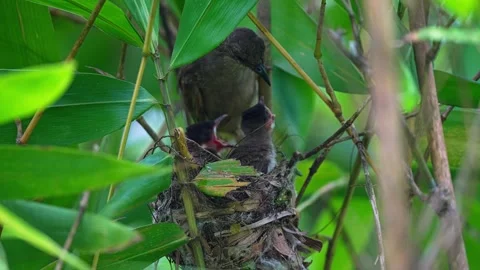Olive-winged Bulbul Feeding A Begging Red-whiskered Bulbul Chick In A Nest Stock-Footage 342577088