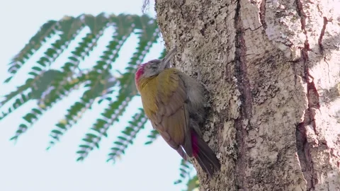 Olive Woodpecker on the tree Stock Footage 225480541
