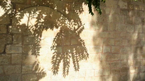 Olive_trees_01 Stock Footage 511929