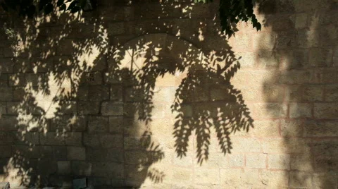 Olive_trees_02 Stock Footage 511951