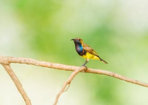 Oliver Backed Sunbird perched on a tree Stock Photos