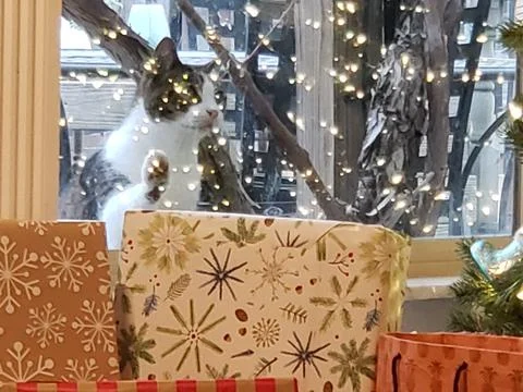 Oliver Wanting In Stock Photos