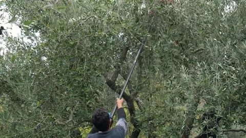 Olives 1 Stockbeeldmateriaal 231801202