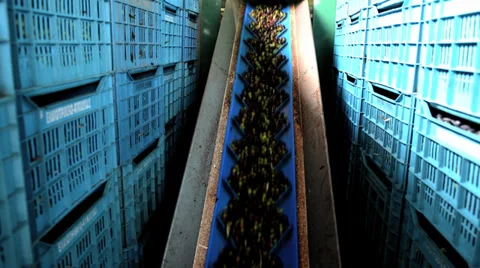 Olives are processed at the mill to get the oil Stock Footage 32881261