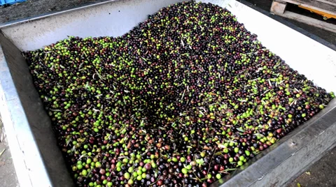 Olives are processed at the mill to get the oil Stock Footage 32881634