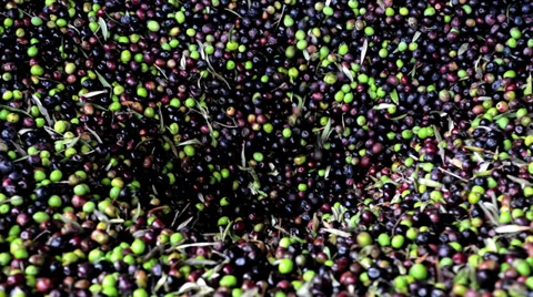 Olives are processed at the mill to get the oil Stock Footage 32881685