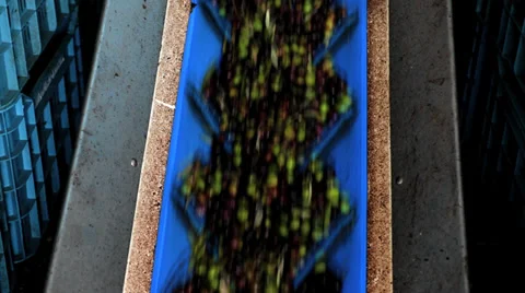 Olives are processed at the mill to get the oil Stock Footage 32881772