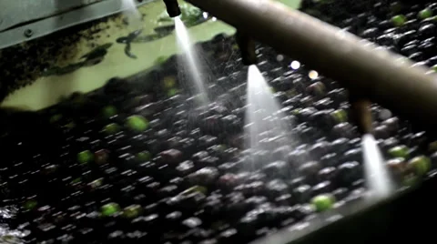 Olives are processed at the mill to get the oil Stock Footage 32881939