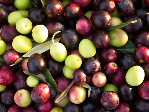 Olives background Stock Photos