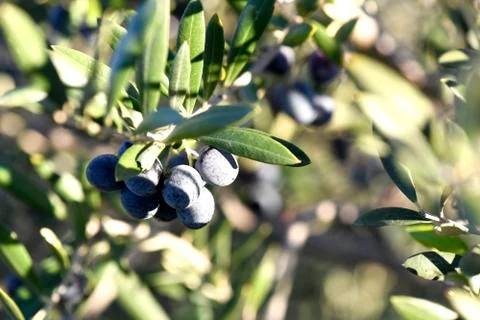 Olives background Stock Photos