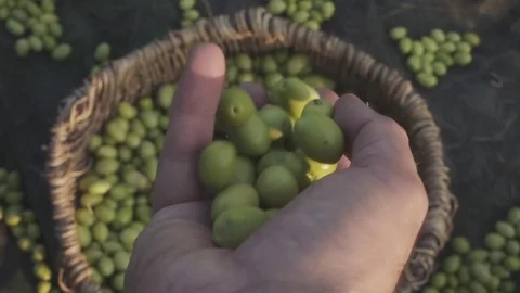 Olives basket Stock Footage 83169969