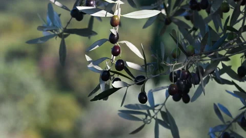 Olives begin to ripen in October. Stock-Footage 342340143