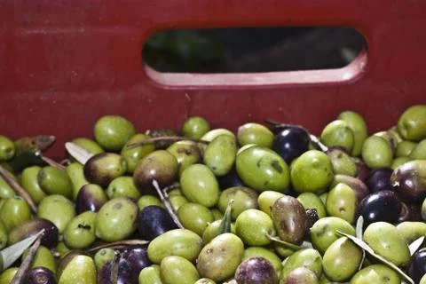 Olives in the box. Stock Photos