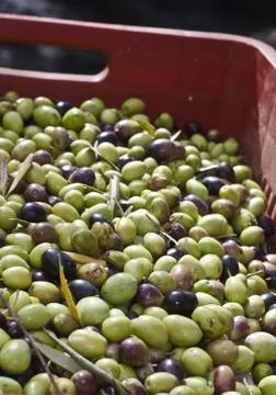 Olives in the box Stock Photos