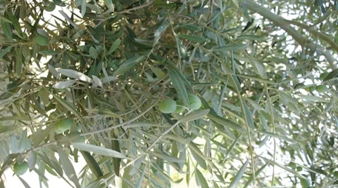 Olives on branch. Stock Footage 8569374