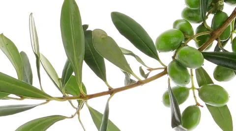 Olives on branch Vídeos de archivo 42856555