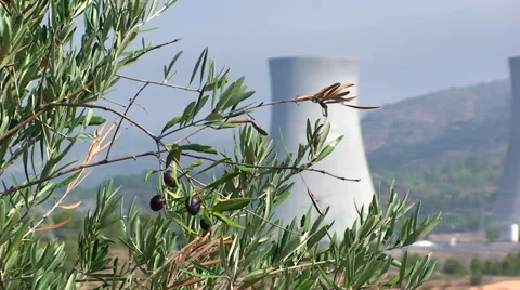 Olives in branch, in front of blurred nuclear power plan cooling tower Stock Footage 49964134