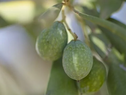 Olives on a branch macro shot Stock Photos