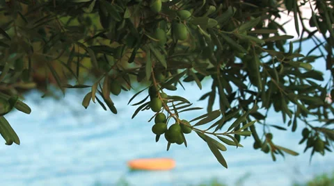 Olives on Branch of the Olive Tree 動画素材 28884924