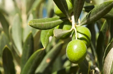 Olives on a branch Foto stock
