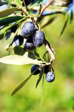 Olives on branch Stock Photos