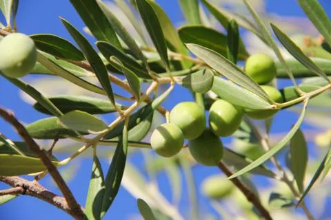 Olives on a branch Stock Photos