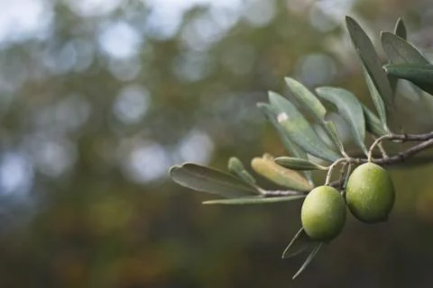 Olives on branch Stock Photos