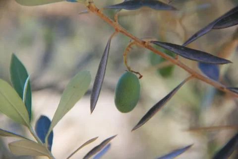 Olives on a branch Stock Photos
