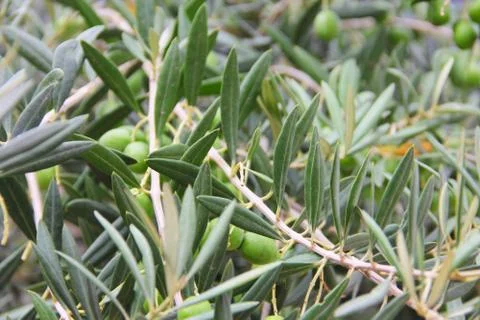 Olives on a branch Stock-Fotos