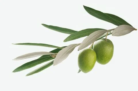 Olives branch Stock Photos