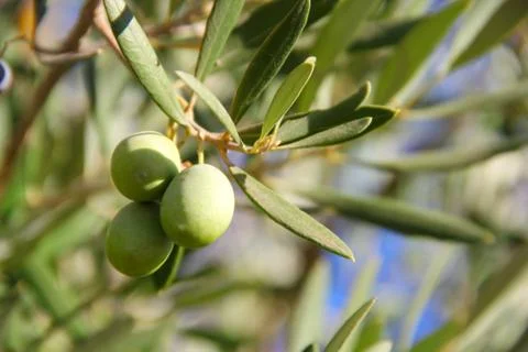 Olives on a branch Stock Photos