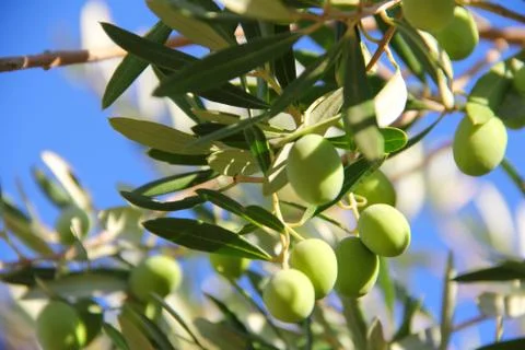 Olives on a branch Stock Photos