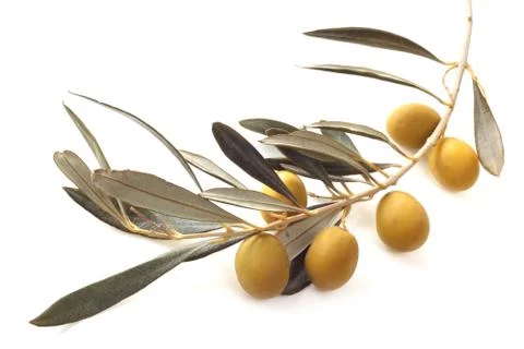 Olives on branch Stock Photos