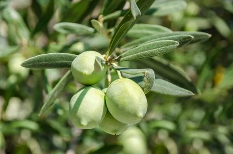 Olives on a branch Foto stock