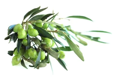 Olives on branch Stock Photos