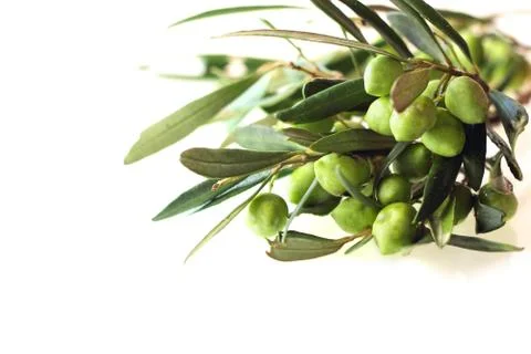 Olives on branch Stock Photos