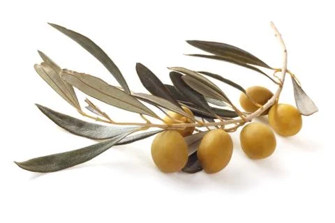 Olives on branch Stock Photos