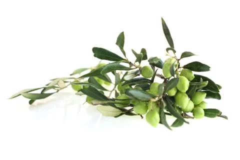 Olives on branch 스톡 사진