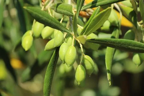 Olives on a branch Stock Photos