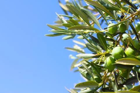 Olives on a branch Stock Photos