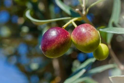 Olives on branch Stock Photos