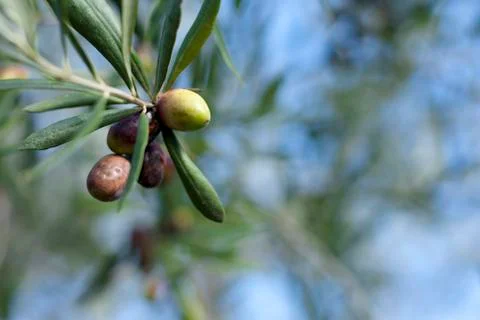 Olives on Branch Stock Photos