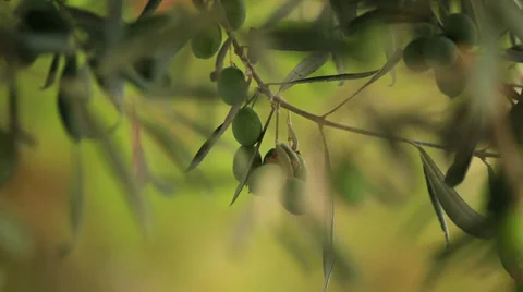 Olives on Branch of the Tree Stock Footage 28791670