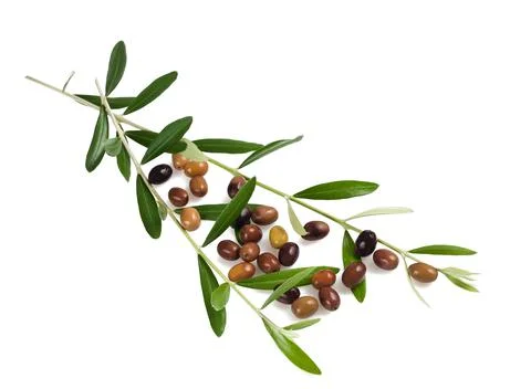 Olives branches Stock Photos