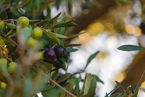 Olives on the branches Stock Photos